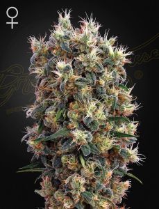 Greenhouse Seeds The Church feminisierte Hanfsamen