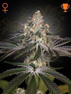 Greenhouse Seeds White Widow feminisierte Hanfsamen
