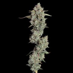 Happy Valley Genetics Everglades OG Auto Automatic Hanfsamen Blüte