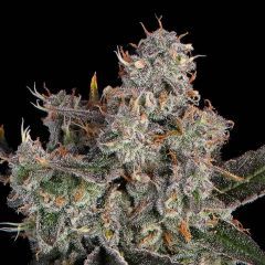 Happy Valley Genetics Knockout Feminisierte Hanfsamen Cannabisblüte