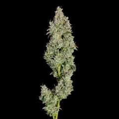 Happy Valley Genetics Pineapple Daddy Automatic Hanfsamen Blüte