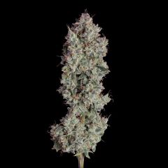 Happy Valley Genetics Shortcut Automatic Hanfsamen Blüte
