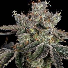 Happy Valley Genetics Sweet 16 Feminisierte Hanfsamen Cannabisblüte