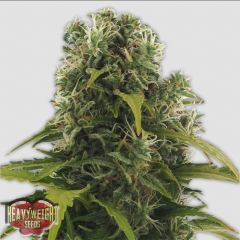 Heavyweight Seeds High Density Automatic Hanfsamen