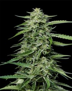 Humboldt Seed Company Blueberry Honey Feminisierte Hanfsamen Blüte