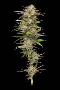 California Haze Feminisiert