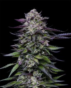 Candy Hustle Feminisiert