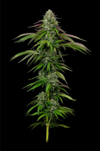 Humboldt Seed Company Garlic Budder Auto Hanfsamen Blüte