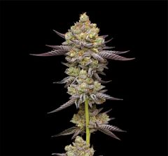 Humboldt Seeds Co Puff Pastry Feminisierte Hanfsamen Cannabis Blüte