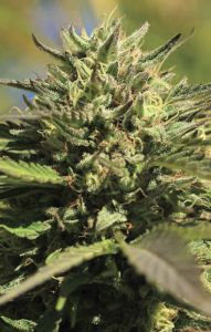OG Kush Auto