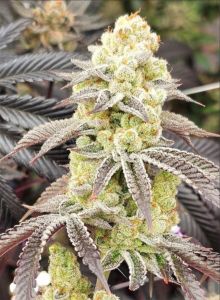 Aurelium Feminisiert
