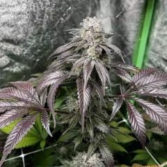  In House Genetics Garlic Storm Feminisierte Hanfsamen Blüte