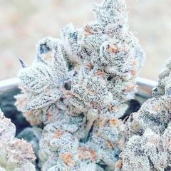 Jelly Breath S1 Feminisiert