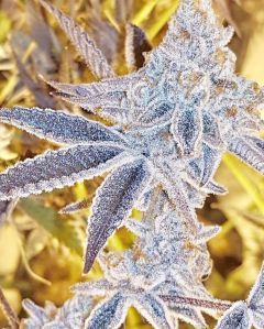 Platinum Dosi Feminisiert