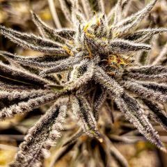 In House Genetics Platinum Platinum Jelly Feminisierte Hanfsamen Blüte