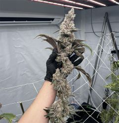 Platinum Scout V2 Feminisiert