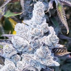 Slurricane #7 S1 Feminisiert
