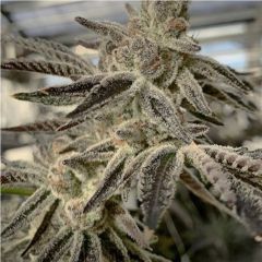  In House Genetics Slurricane IX Feminisierte Hanfsamen Blüte