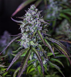 Mephisto Genetics 3Wok OG Automatic Hanfsamen