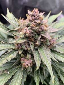 Mephisto Genetics Forgotten Strawberries Automatic Hanfsamen
