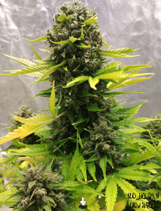 Mephisto Genetics Stilton Automatic Hanfsamen