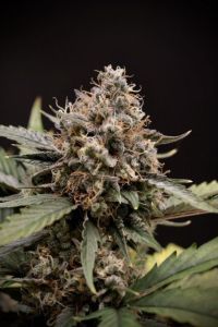 Mephisto Genetics Sweet 'n' Sour Automatic Hanfsamen