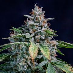 Mephisto Genetics Walter White Automatic Hanfsamen