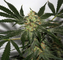 Early Queen x Afghan Haze Regulär