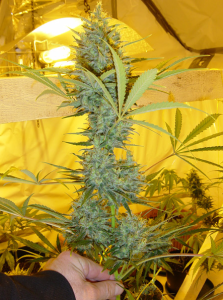 Mr Nice Critical Haze Reguläre Hanfsamen