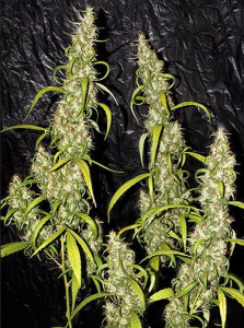 Mr Nice Neville's Haze Reguläre Hanfsamen