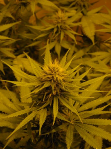 Mr Nice NL5 x Skunk Reguläre Hanfsamen