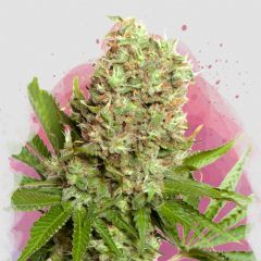 Nirvana Seeds White Widow Reguläre Hanfsamen Cannabisblüte