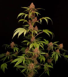 Paradise Seeds Banana Purple Automatic Cannabissamen