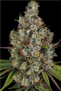 Rainbow Road Feminisiert