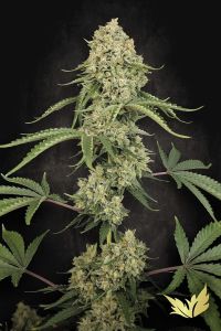 Paradise Seeds Tropical Fruit Cake Feminisierte Cannabissamen