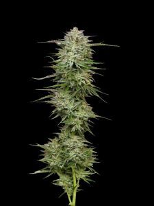 Pound Town Auto