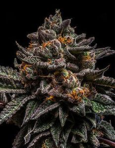 Ripper Seeds Braincake
