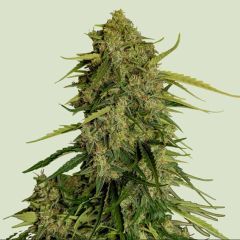 Atlas F1 Auto