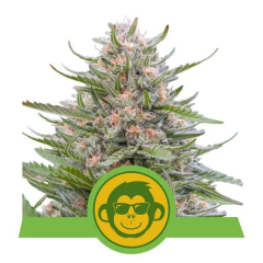 Grape Ape Automatic
