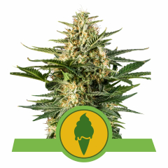 Green Gelato Automatic