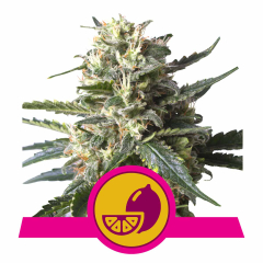 Lemon Shining Silver Haze Feminisiert
