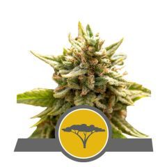 Royal Queen Seeds Marula Frui Cannabis Blüte