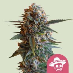 Royal Queen Seeds Mexican Rush Feminisierte Hanfsamen Cannabisblüte
