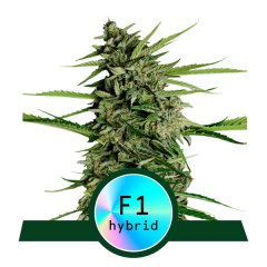Royal Queen Seeds Orion F1 Automatic Hanfsamen