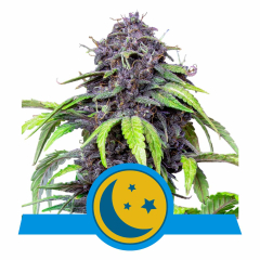 Royal Queen Seeds Purplematic Automatic Hanfsamen