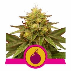 Royal Queen Seeds Royal Domina feminisierte Hanfsamen
