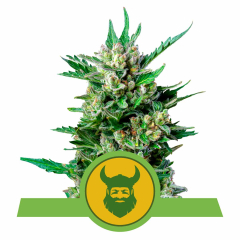 Royal Queen Seeds Royal Dwarf Automatic Hanfsamen