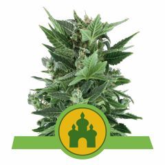 Royal Queen Seeds Royal Kush Automatic Hanfsamen