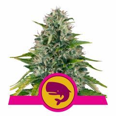Royal Queen Seeds Royal Moby feminisierte Hanfsamen