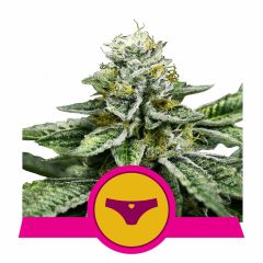 Royal Queen Seeds Sherbet Queen feminisierte Hanfsamen